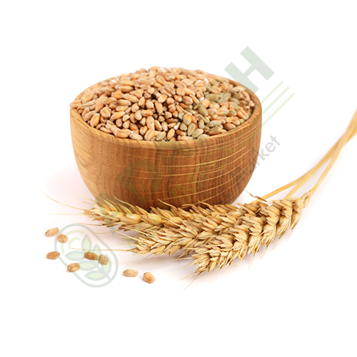 Wheat Grains